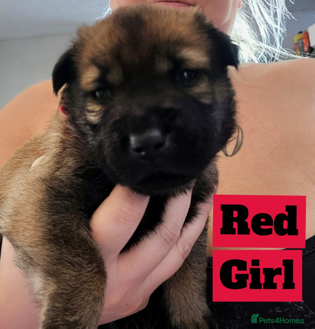 Mixed Breed dogs for sale: Belgian Malinois X Shar-pei puppies  - Image 7