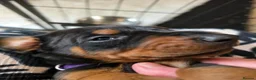 Dobermann dogs for sale: Just 3 puppies still available for reservation.  - Advert 6