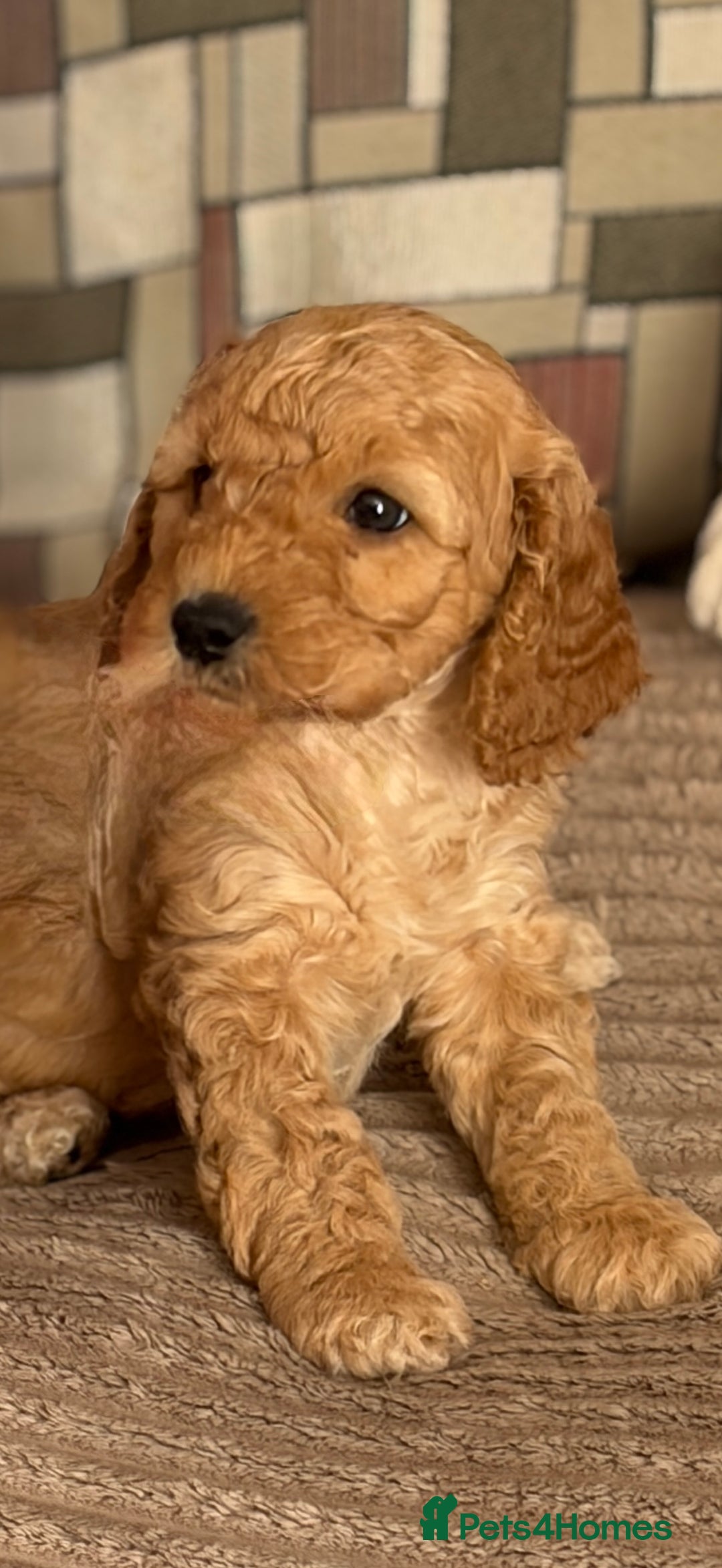 Cockapoo dogs for sale: Adorable Cockapoo Puppies - Image 5