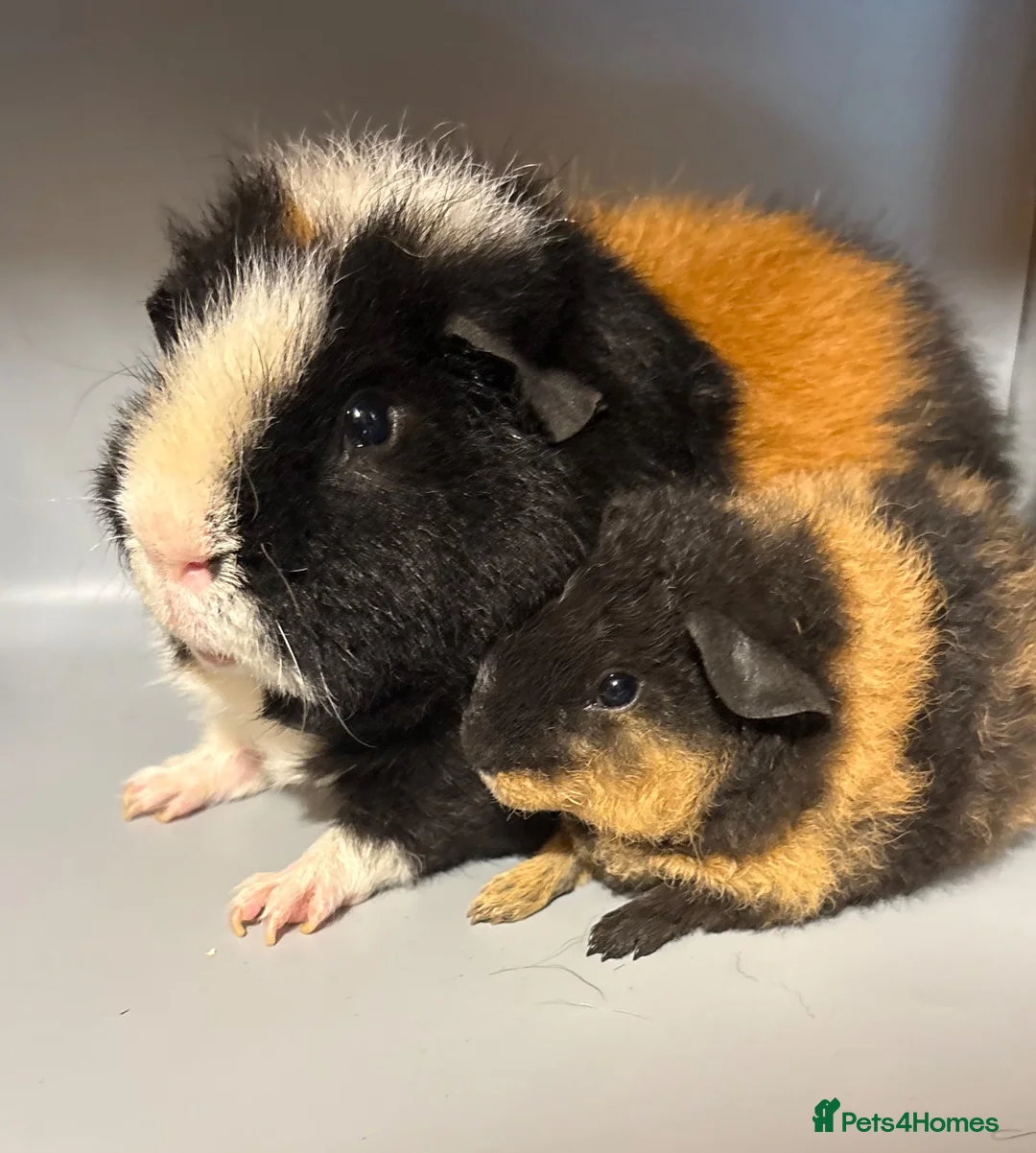 Guinea Pig rodents for sale: 2 x Pure Bred Teddy boars  in Great Yarmouth - Advert 1