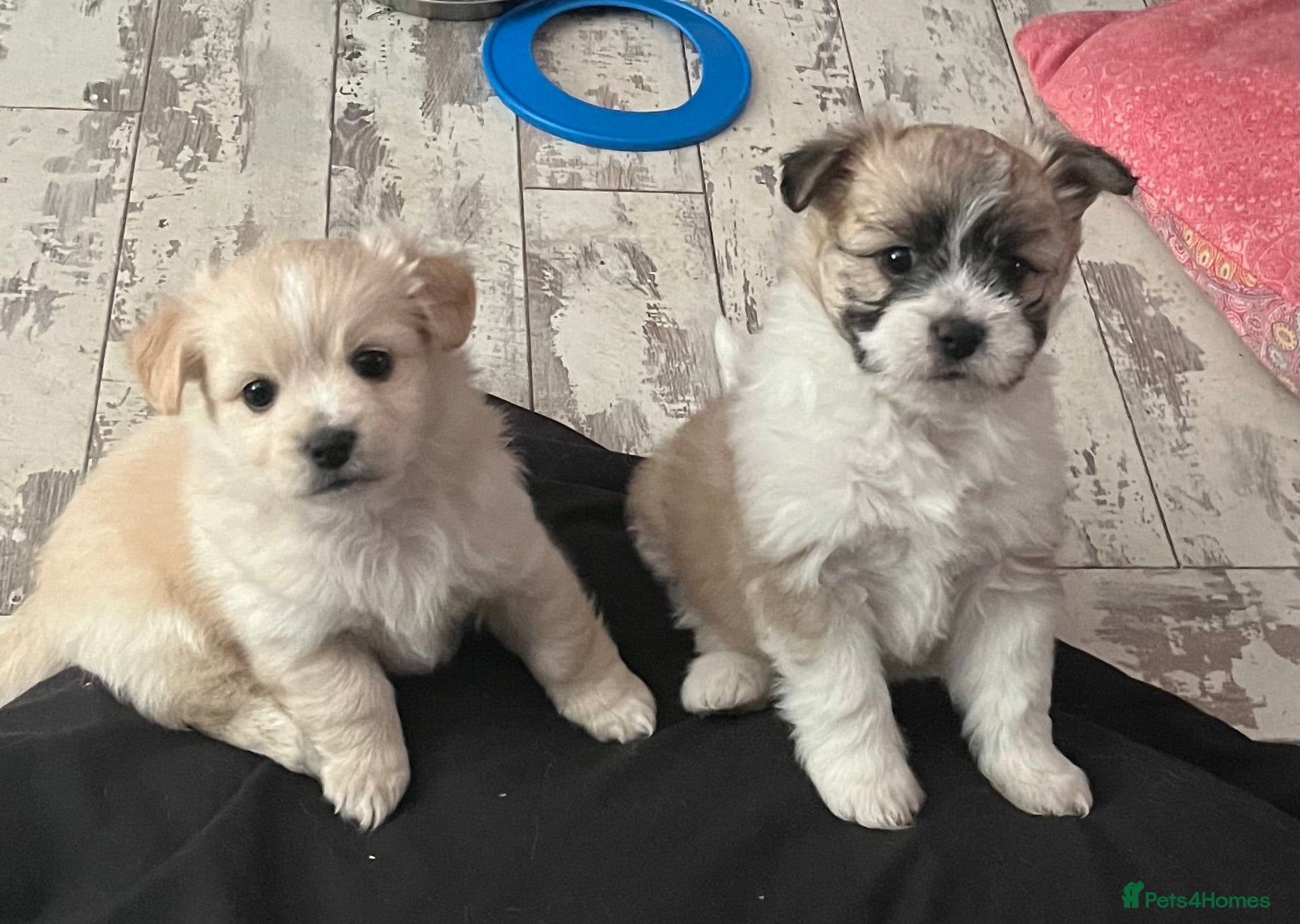 Mixed Breed dogs POMCHI X BABIES  - Advert 2