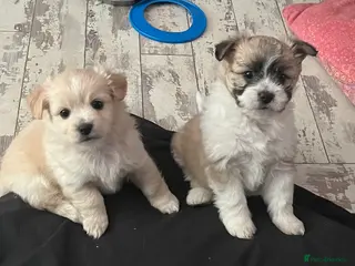 Mixed Breed dogs POMCHI X BABIES - Advert 9
