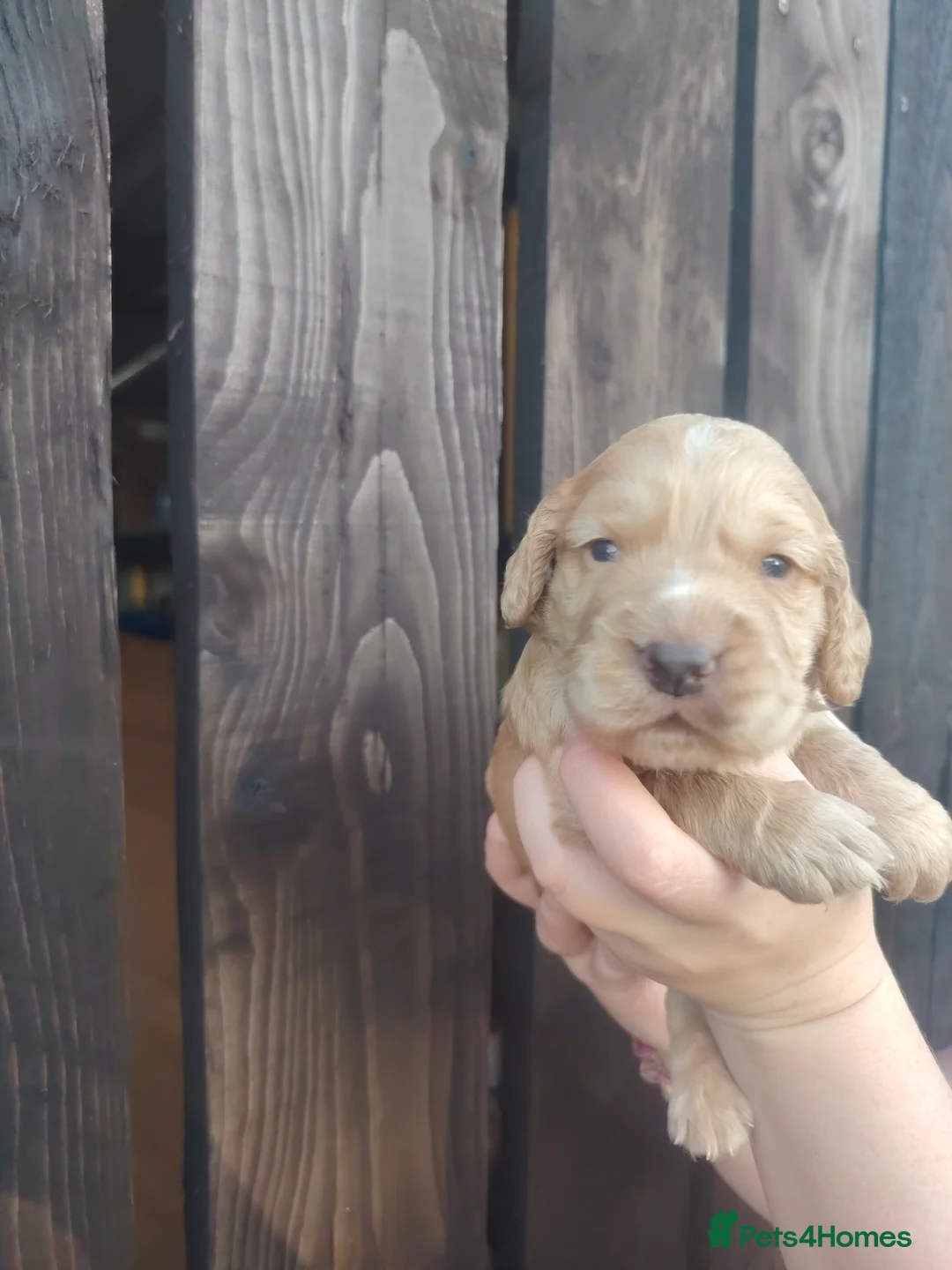 Cocker Spaniel dogs for sale: Working Cocker Spaniels 👀🏡 - Advert 5