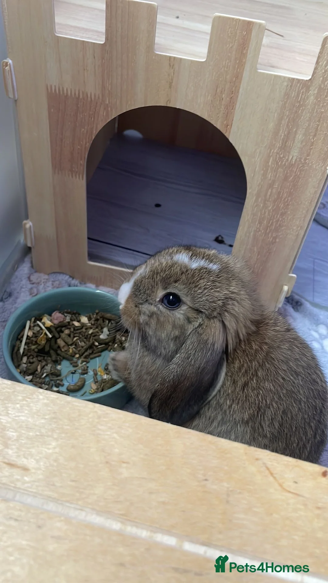 Dwarf Lop rabbits for sale: 2 male dwarf lops - Advert 1