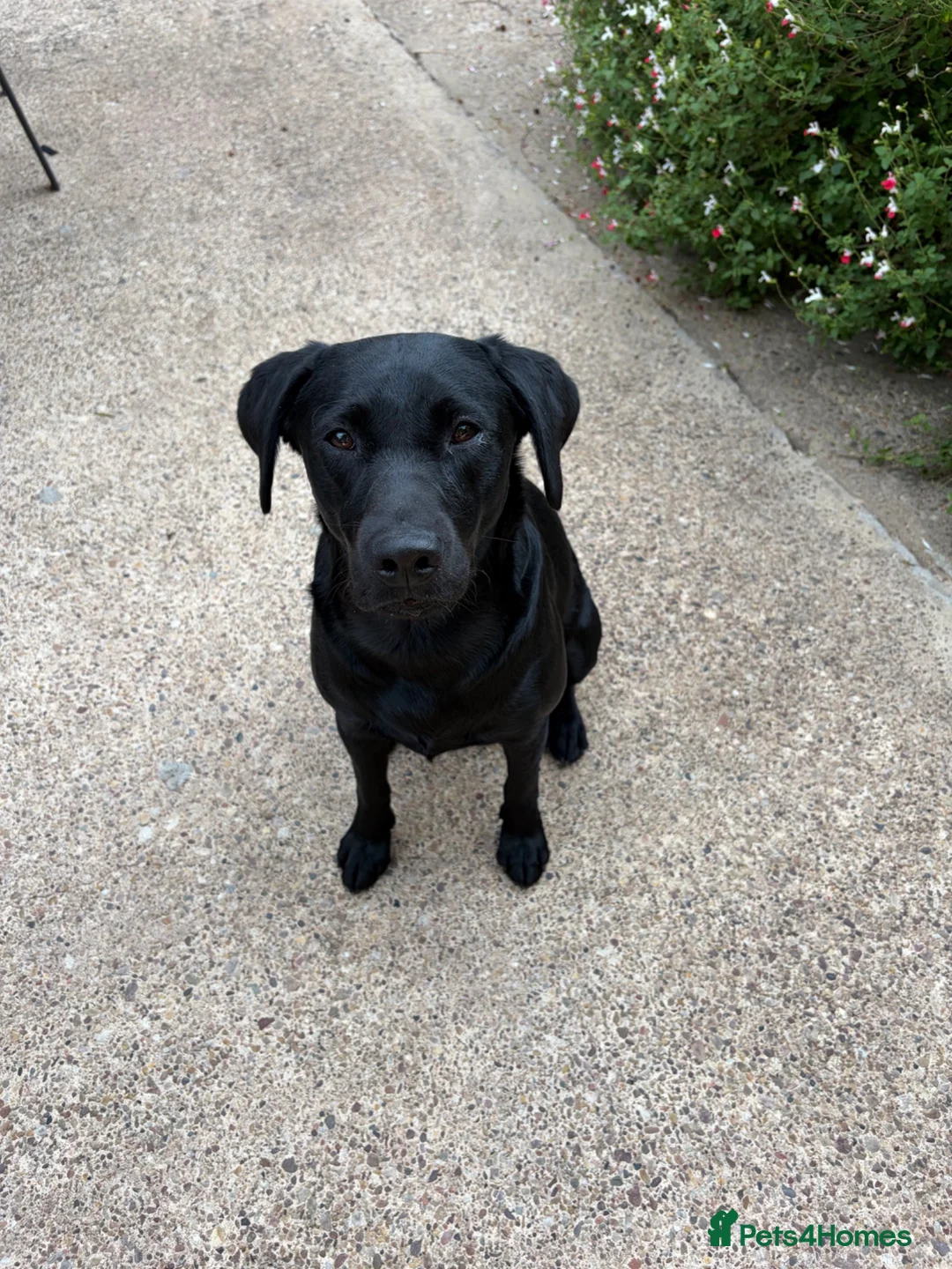 Labrador Retriever dogs for sale: Labrador Retriever Working Line in Doncaster - Advert 2