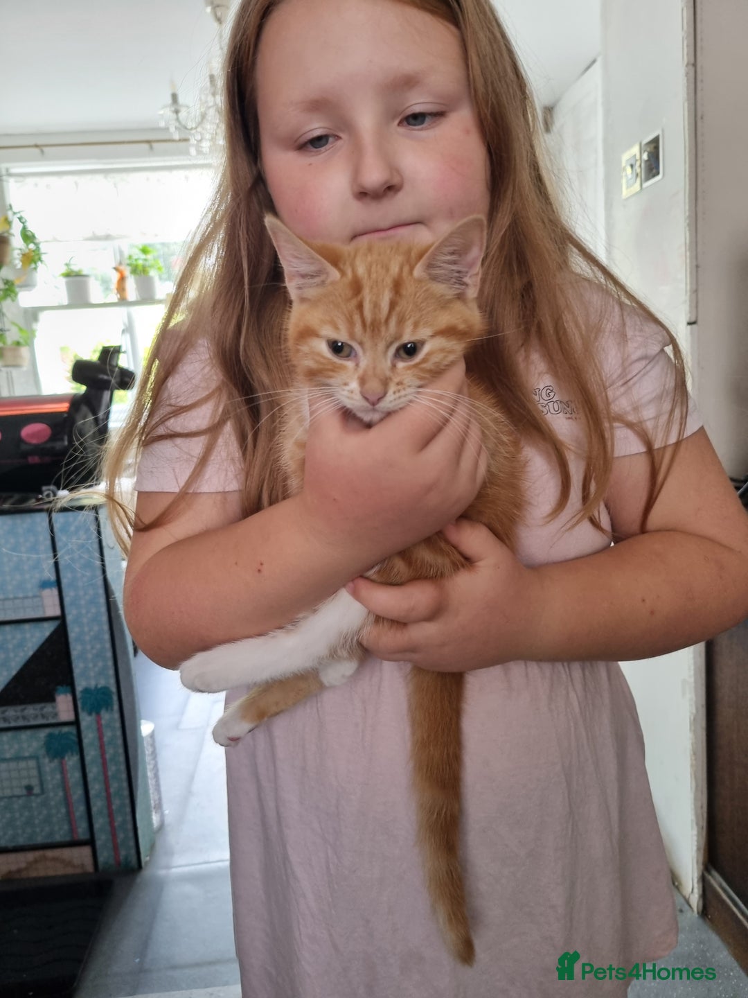 RagaMuffin cats for sale: Lovely ragamuffinx kittens - Image 4