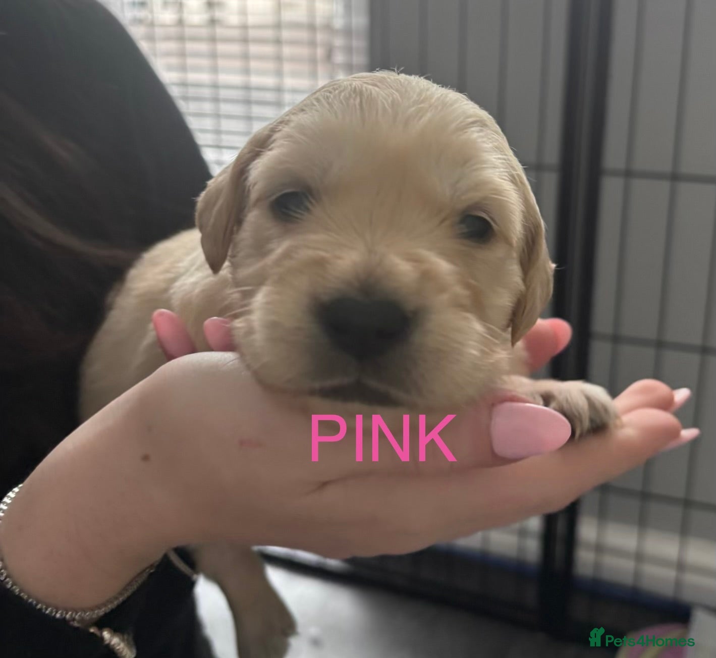 Golden Retriever dogs 🐾 KC Registered Golden Retriever Puppies.  - Advert 2