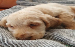 Cocker Spaniel dogs for sale: Cocker Spaniel Puppies - Image 6