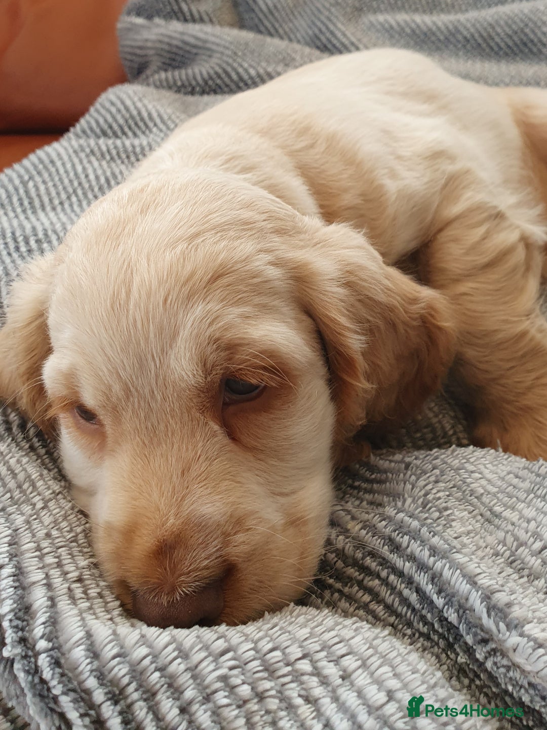 Cocker Spaniel dogs for sale: Cocker Spaniel Puppies - Image 6