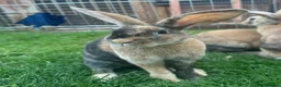 Harlequin rabbits for sale: Harlequin rabbits ready to go! - Advert 2