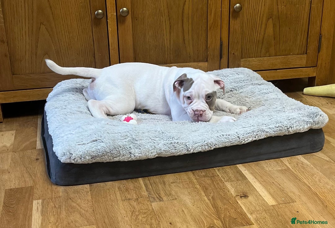 Olde English Bulldogge dogs for sale: 2 Olde English Bulldogge NEBBR registered boys - Advert 4