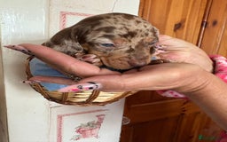 Dachshund dogs for sale: Our 7 Adorable Dachshund Puppies Ready for Homes - Image 11