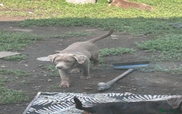 Labrador Retriever dogs for sale: Absolutely stunning charcoal/silver Labrador pups - Image 21