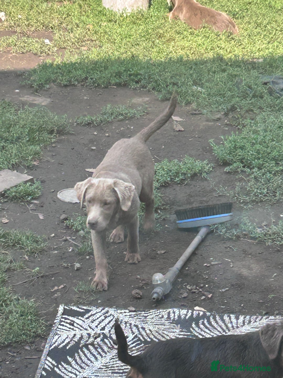 Labrador Retriever dogs for sale: Absolutely stunning charcoal/silver Labrador pups - Image 21