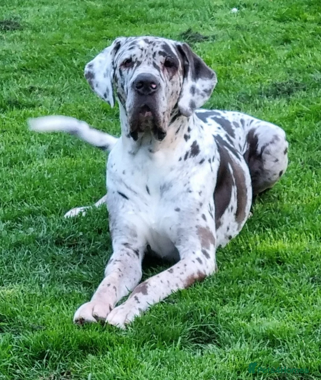 Great Dane dogs for stud: KC Reg - Proven, health tested stud  in Wisbech - Advert 6
