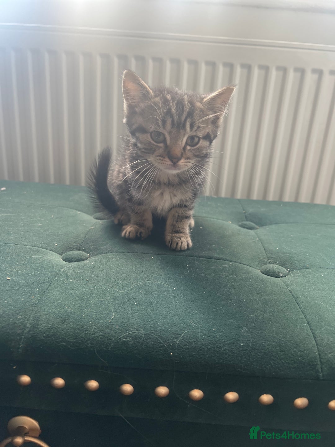 Toybob cats for sale: Kittens for sale  - Image 4