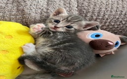 Mixed Breed cats for sale: Kittens for Sale £185 - Image 7