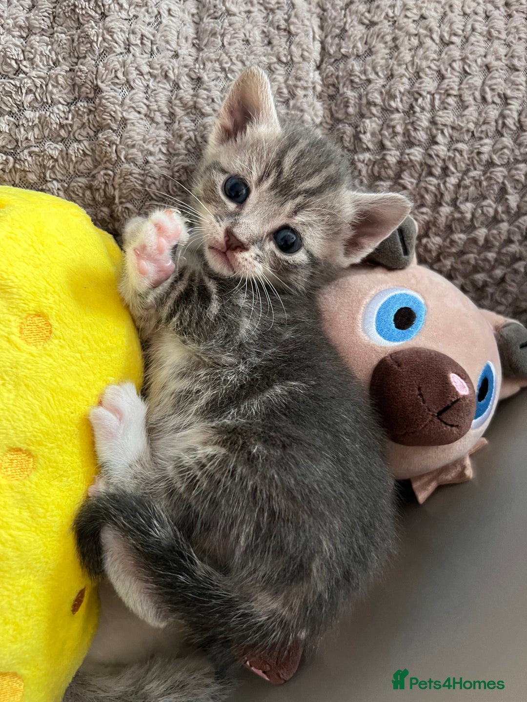 Mixed Breed cats for sale: Kittens for Sale £185 - Image 7