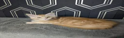Maine Coon cats for sale: Ready soon beautiful Maine coon males  - Advert 26