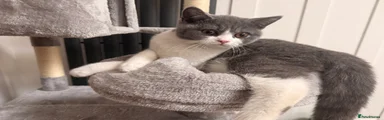 British shorthair - blue/white coloured