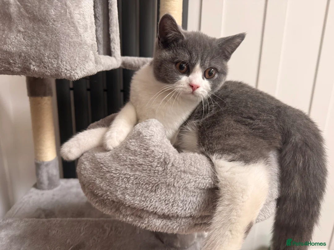 British Shorthair cats for sale: Beautiful Kovu Looking for His Forever Home - Advert 2