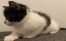 Ragdoll cats for sale: Ragdoll Cross Kittens - Advert 10