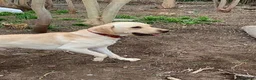 Labrador Retriever dogs for sale: Sky is looking for her new and forever home in Liverpool - Advert 2