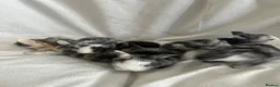 Mixed Breed rabbits for sale: bunnies for sale in Wakefield - Advert 1