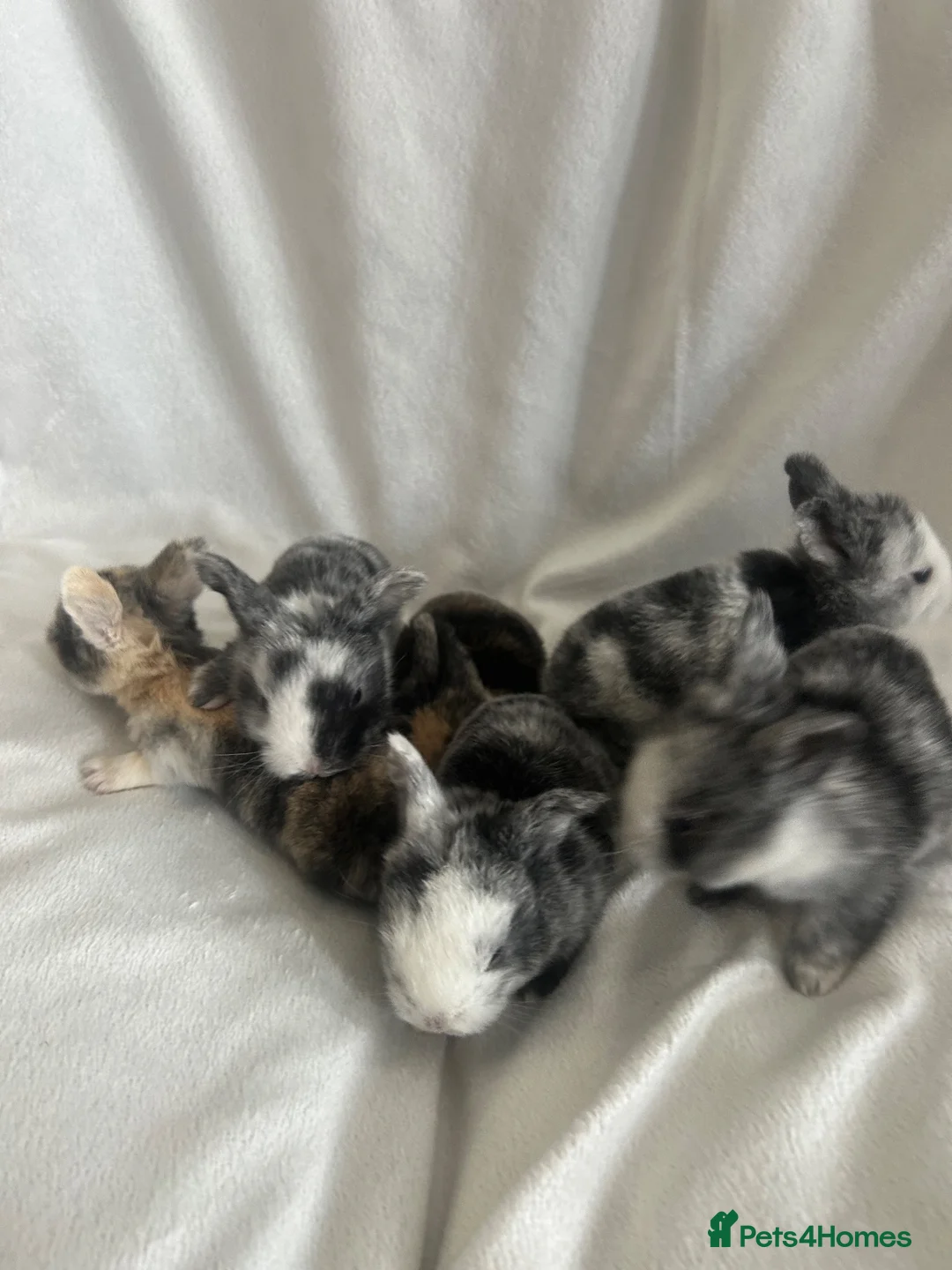Mixed Breed rabbits for sale: bunnies for sale in Wakefield - Advert 1