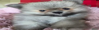 Pomeranian Puppy 4