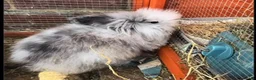 Mixed Breed rabbits for sale: Male lion/lop rabbit bunny 6.5 months old  - Advert 1