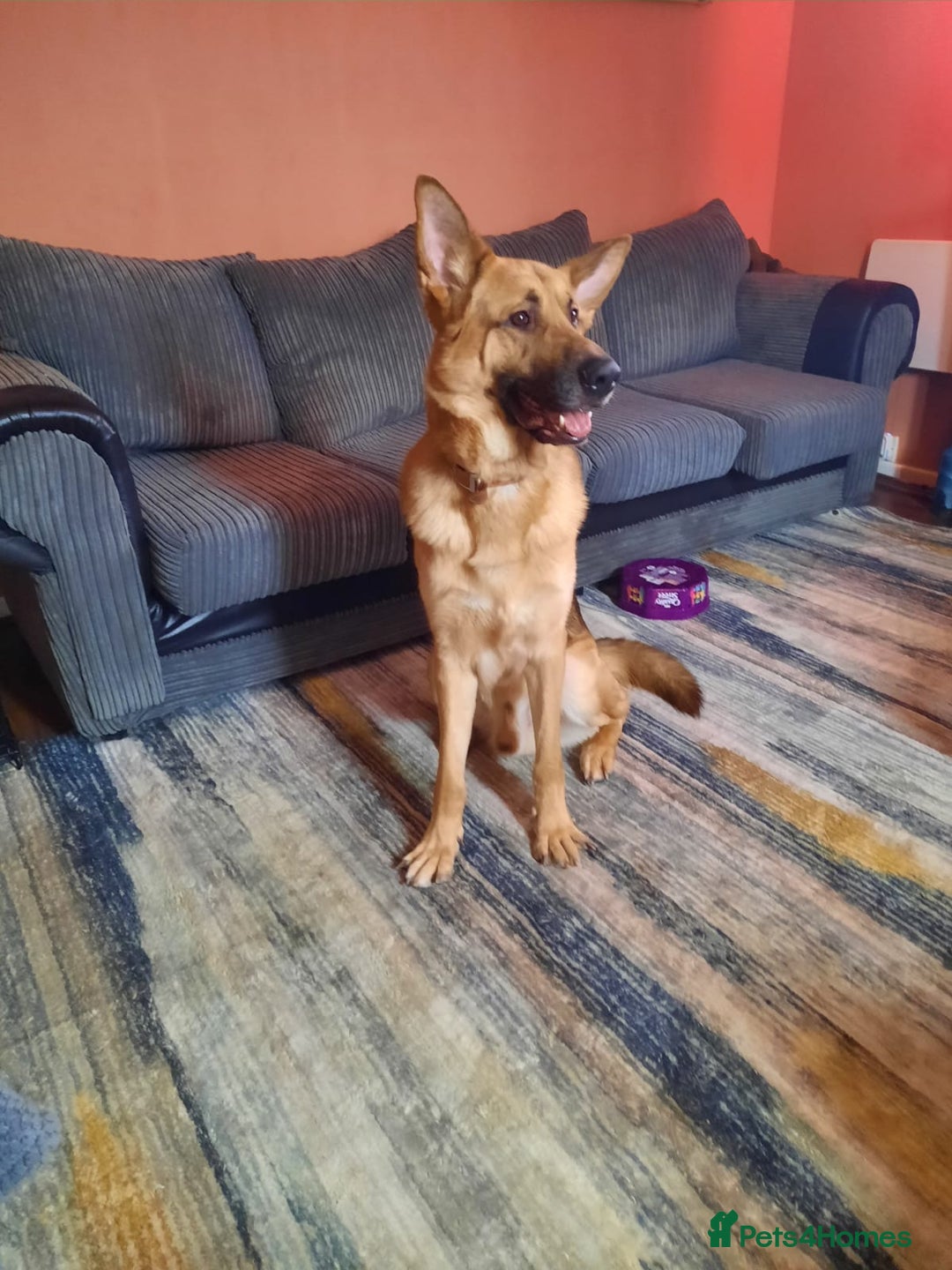 German Shepherd dogs for sale: 2 German shepherd puppies for sale  - Image 4