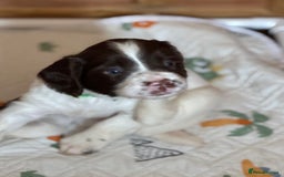 English Springer Spaniel dogs for sale: KC registered English Springer Spaniels  - Image 3