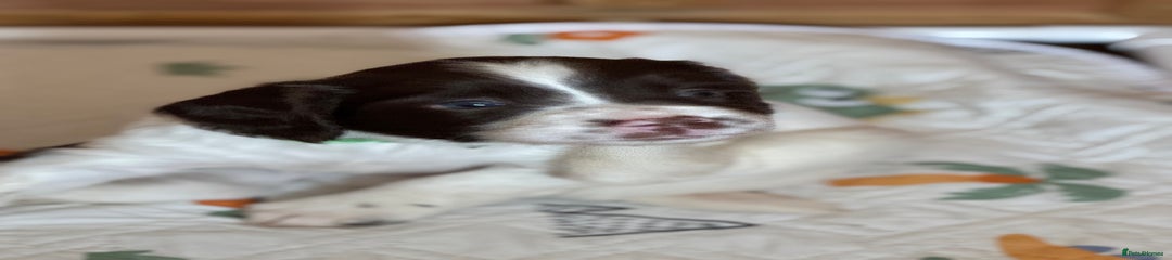 English Springer Spaniel Puppy 1