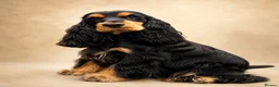 Cockalier dogs for sale: Beautiful litter ready to leave now 💕 - Advert 3