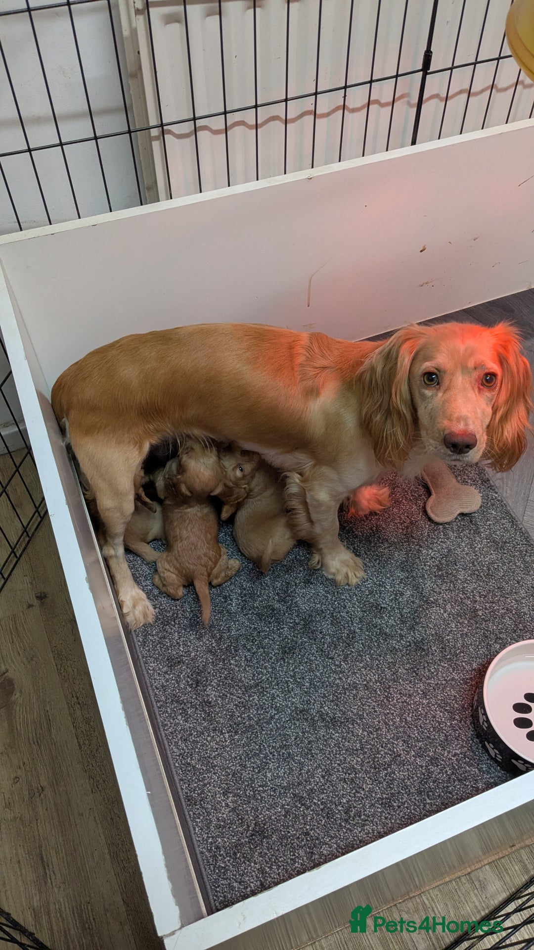 Cocker Spaniel dogs for sale: Adorable Working-Type Cocker Spaniel puppies - Advert 2