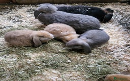 French Lop rabbits for sale: Giant French lops  - Image 18
