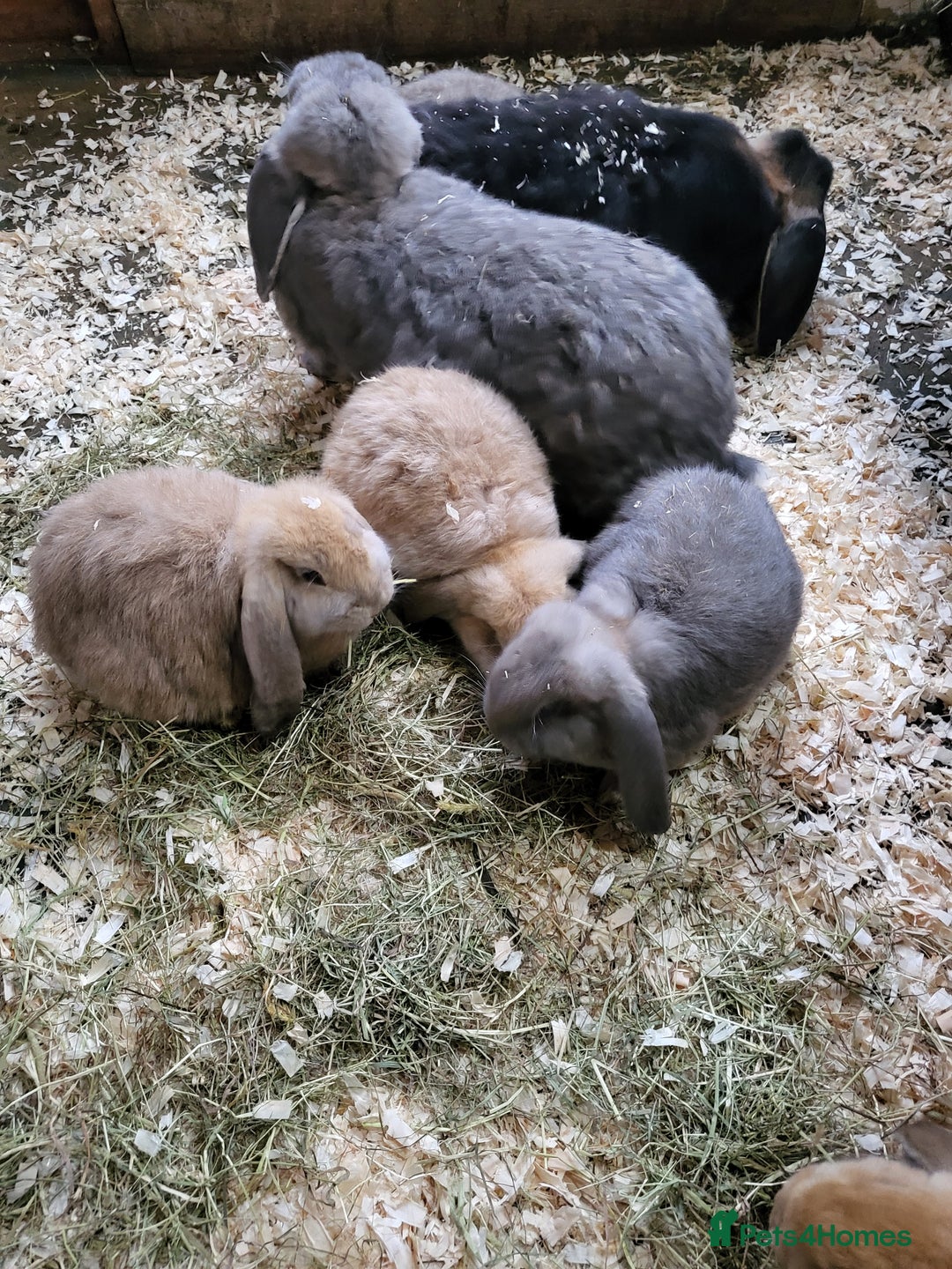 French Lop rabbits for sale: Giant French lops  - Image 18