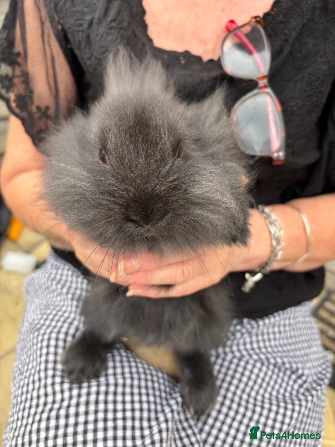 Lionhead rabbits for sale: Mini lionhead bunny rabbits ready for new home  in Basildon - Advert 6
