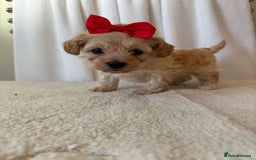 Maltipoo dogs for sale: F1 beautiful maltipoo baby’s 🩵🩷 - Image 17