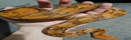 Boa Snake reptiles for sale: Phoenix CB boa constrictor and Setup - Advert 2
