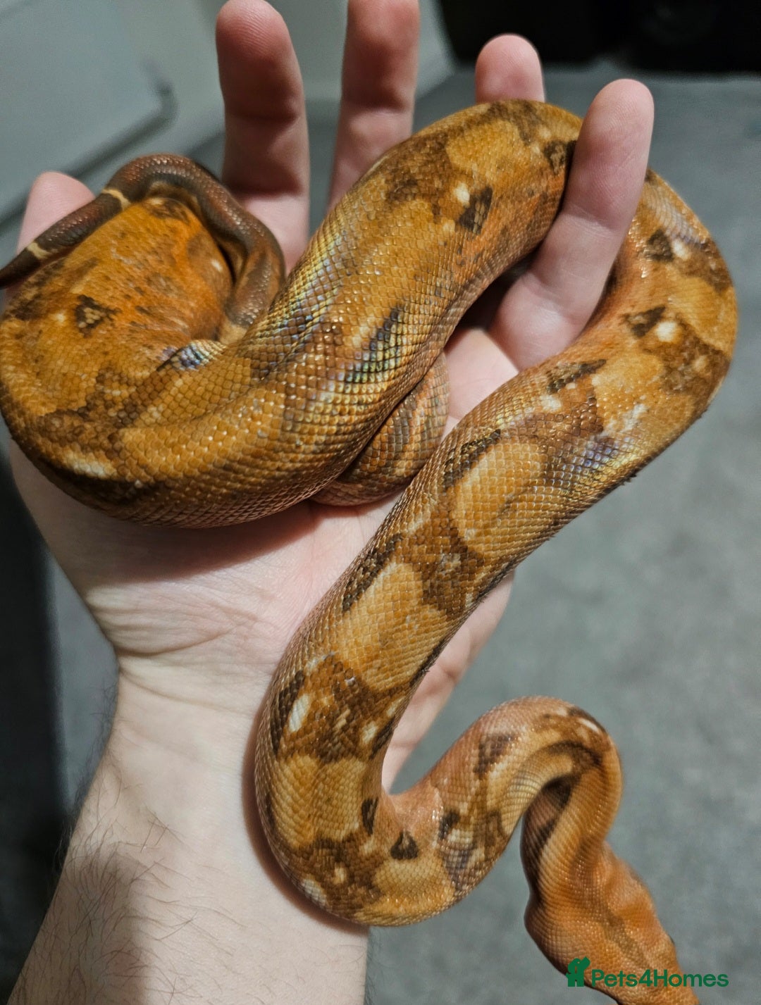 Boa Snake reptiles for sale: Phoenix CB boa constrictor and Setup - Advert 2