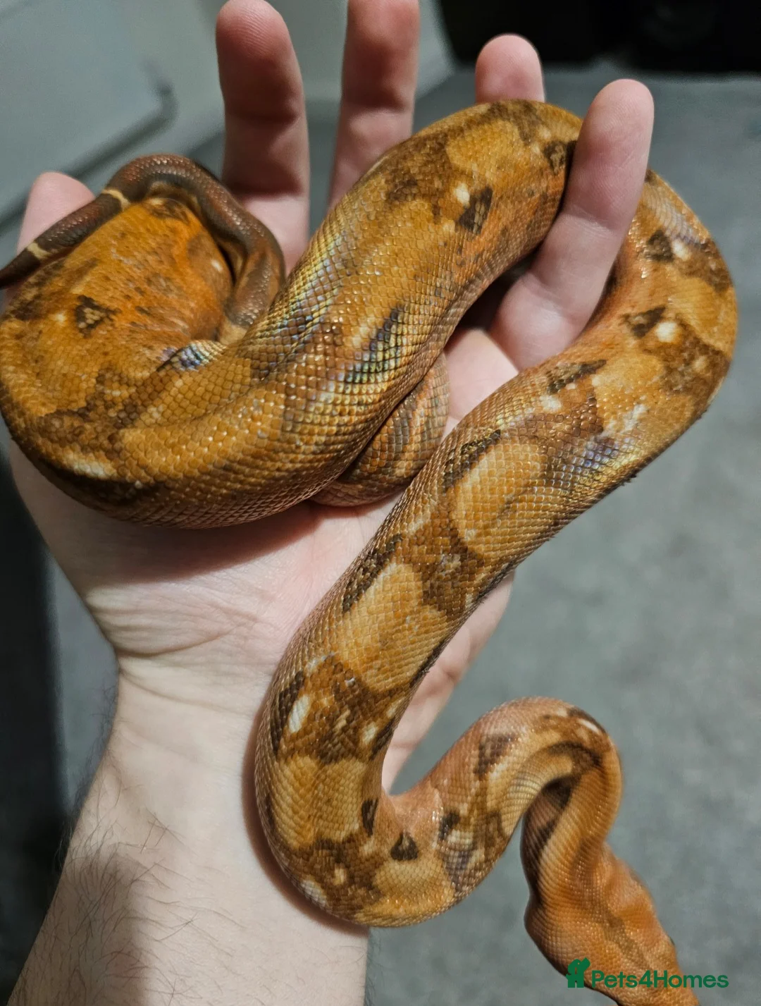 Boa Snake reptiles for sale: Phoenix CB boa constrictor and Setup - Advert 2