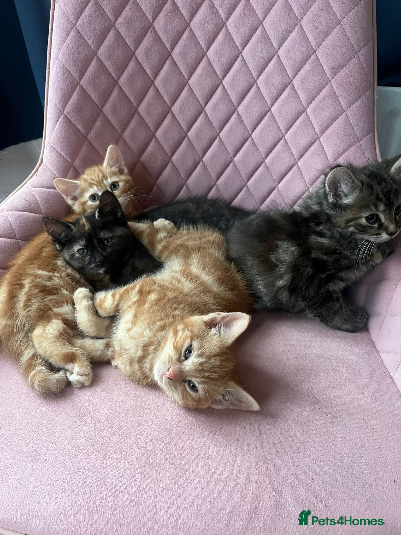 Mixed Breed cats for sale: 4. Friendly Kittens ready now  - Advert 1