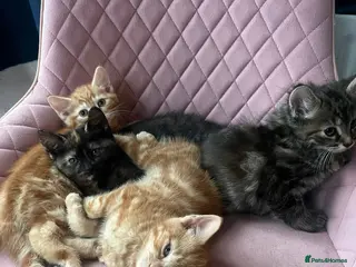 Mixed Breed cats 4. Friendly Kittens ready now - Advert 10