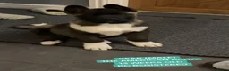 Akita dogs for sale: KC REGISTERED AMERICAN AKITA MALE BLACK MASK - Advert 2