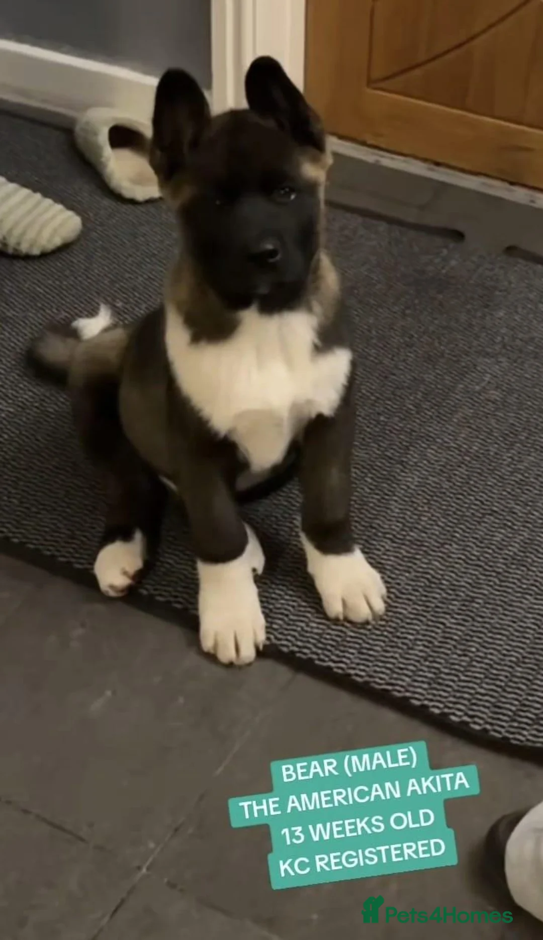 Akita dogs for sale: KC REGISTERED AMERICAN AKITA MALE BLACK MASK - Advert 2