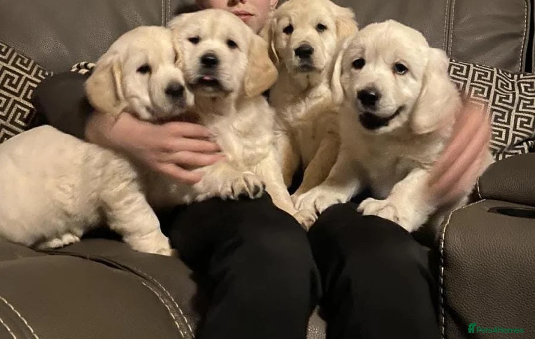 Golden Retriever dogs for sale: Delightful litter of golden retriever  in Baldock - Advert 1
