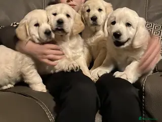 Golden Retriever dogs Delightful litter of golden retriever - Advert 3