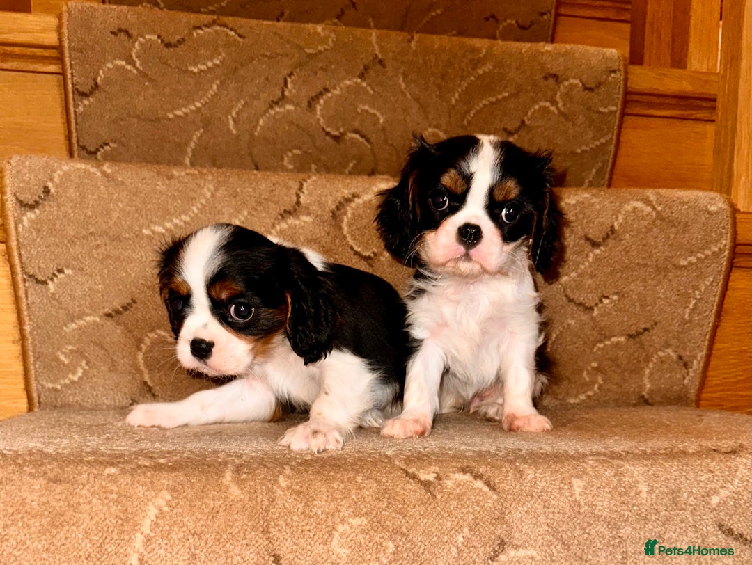 Cavalier King Charles Spaniel dogs for sale: Cavalier King Charles puppy’s  - Advert 15